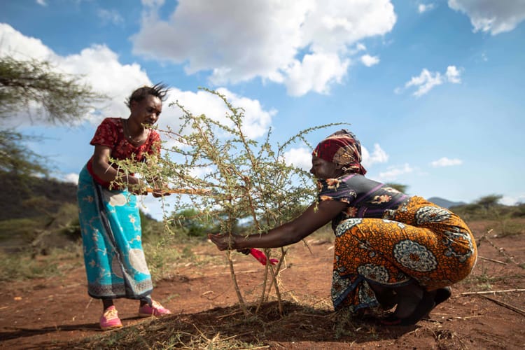 Re-greening through the inclusion of farmers and communities in Tanzania