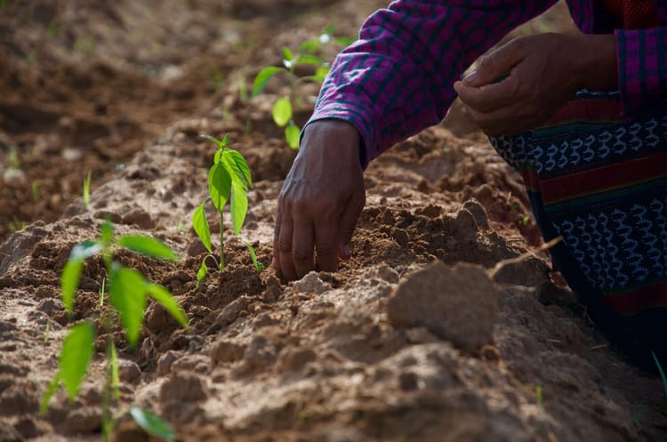 Revived water project brings new hope for Myanmar's Central Dry Zone