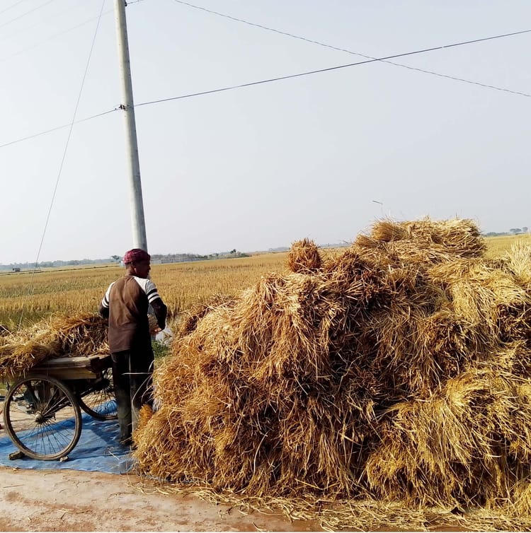 Living with salinity in coastal Bangladesh