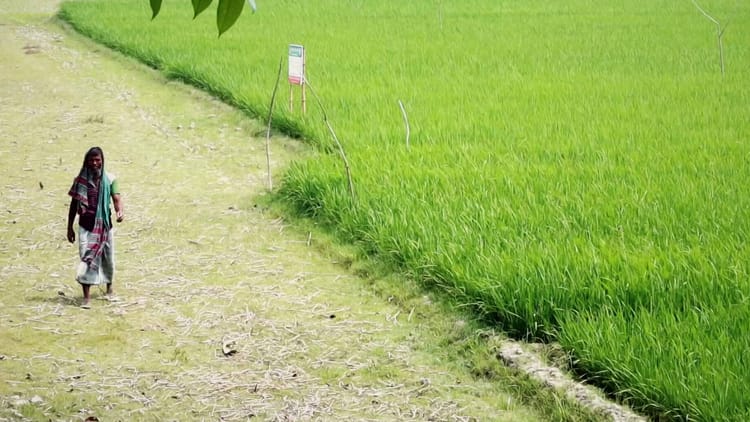 Climate-smart agriculture for a resilient coastal Bangladesh