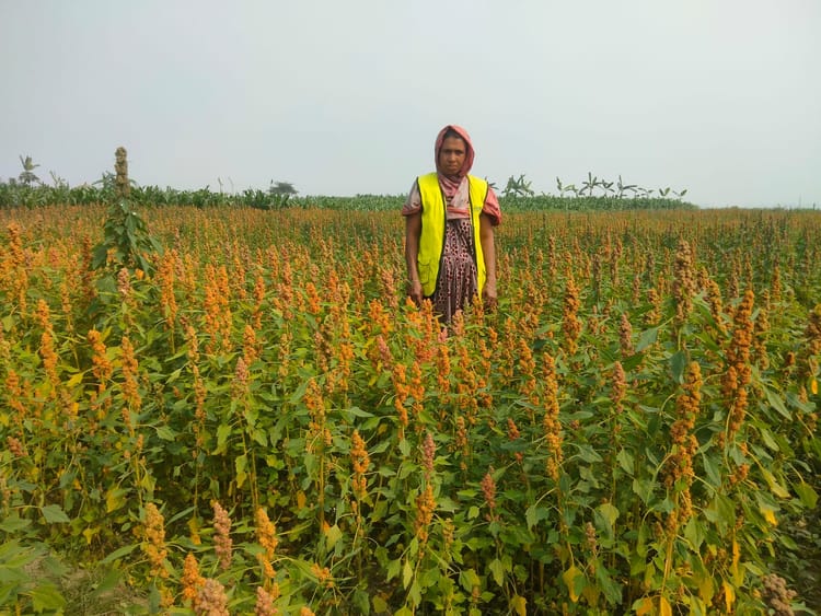 How green agriculture bolsters Bangladesh's climate resilience