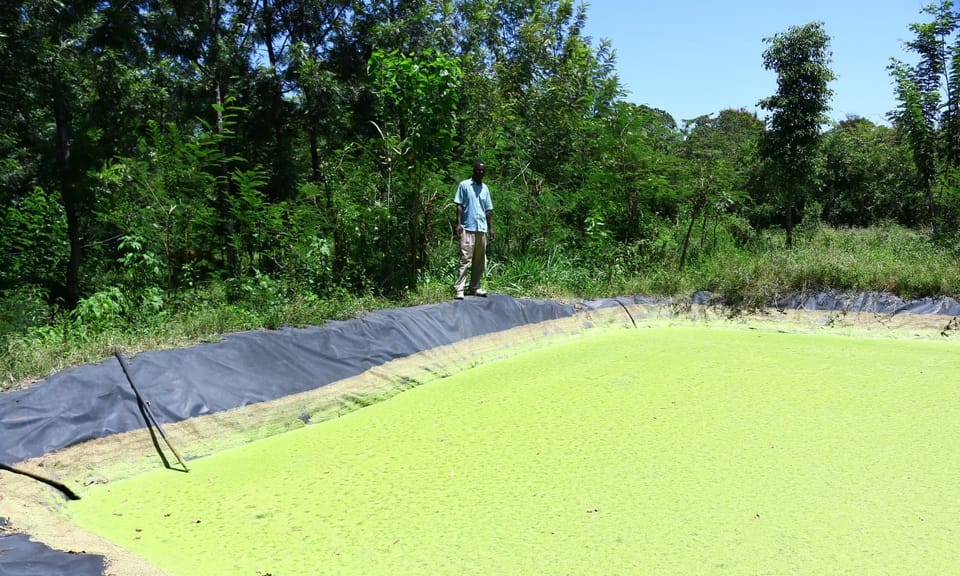 Fish ponds and water harvesting: climate-smart farming comes to Kenya